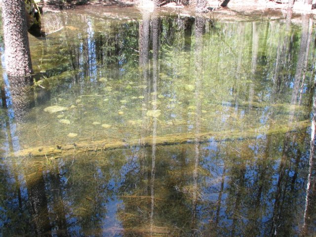 Lily Pond